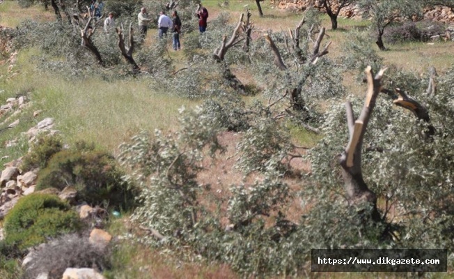 İsrail işgal altındaki Filistin topraklarında 2,5 milyon ağaç söktü