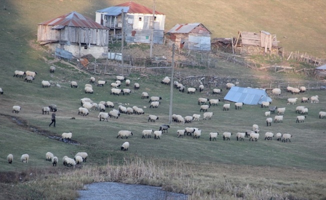 Giresun'daki Gölyanı Obası için 'tabiat parkı' talebi