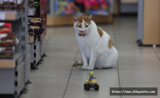 Obez kedi 'Minik' akaryakıt istasyonunun maskotu oldu