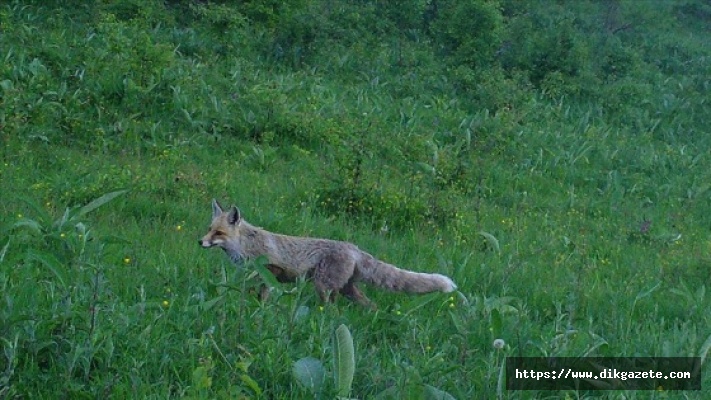 Artvin zengin yaban hayatıyla bilim insanlarını cezbediyor
