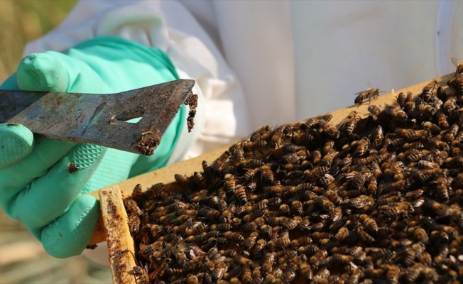 Bağışıklığı destekleyen propolis, antibiyotiğe gereksinimi azaltıyor