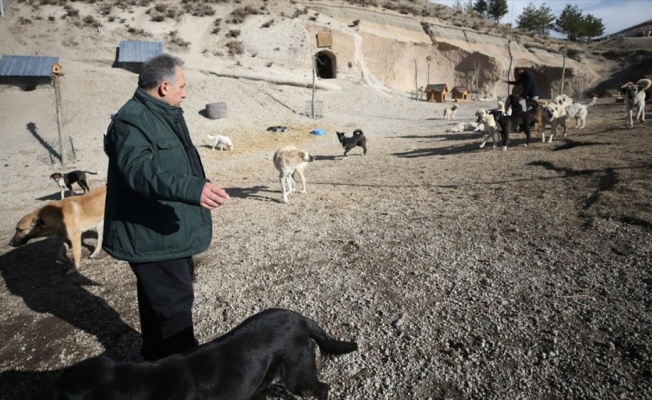 Hasta ve sahipsiz köpeklere kayadan oyma mağarada 'yuva' konforu