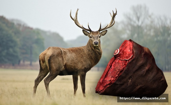 Rusya, Türkiye'ye geyik eti satmayı planlıyor