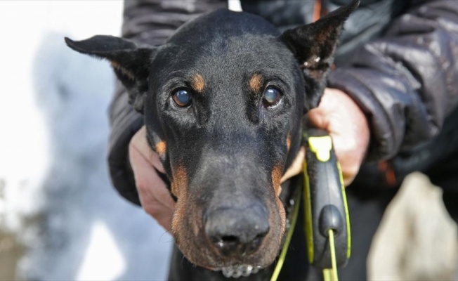 Bakan Pakdemirli'nin sahip çıktığı köpek Bobo katarakt ameliyatı oldu