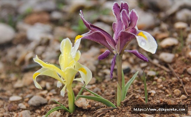 Göz alıcı Munzur Vadisi bahar çiçekleriyle süslendi