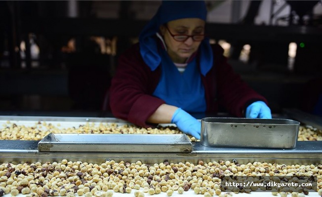 Türkiye'den 6 ayda 1,4 milyon dolarlık fındık ihracatı yapıldı
