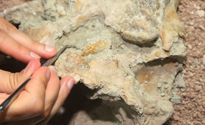 Madagaskar’da dinozorlar döneminden kalma memeliye ait fosil bulundu