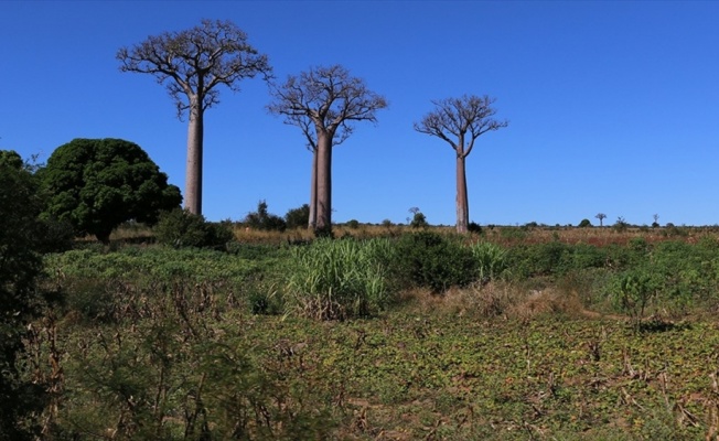 Madagaskar'da geliştirilen bitkisel Kovid-19 ilacı bug&uuml;n tanıtılacak