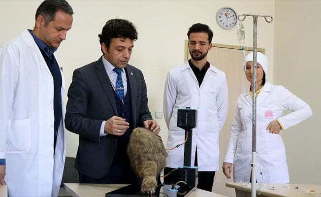 Veteriner hekim adaylarının el becerileri simülatör yardımıyla gelişecek