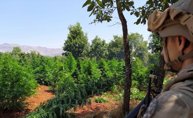 Diyarbakır'da 5 milyon 134 bin kök kenevir ve 1,5 ton esrar ele geçirildi