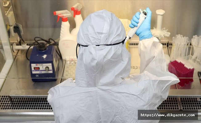 Lamalardan alınan iki antikor laboratuvar ortamında Kovid-19'u etkisizleştirdi