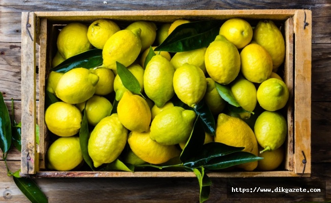 Rusya: Türkiye'den limon ihracatına çok bağımlıyız