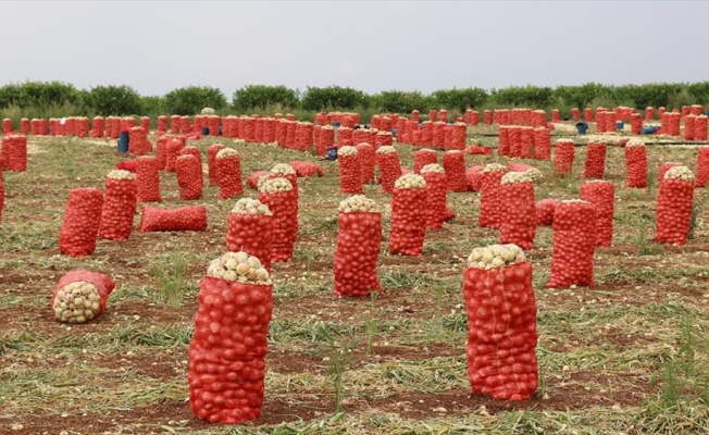 Soğan ve patateste hasat verimli geçti, ihracat serbest bırakıldı