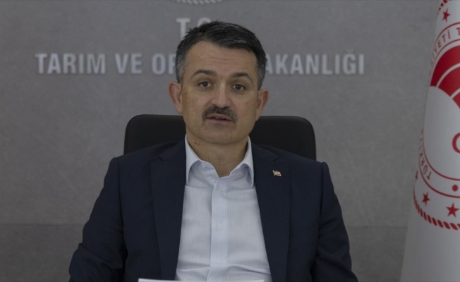 Tarım ve Orman Bakanı Pakdemirli: 665 bin ton fındık rekoltemiz var