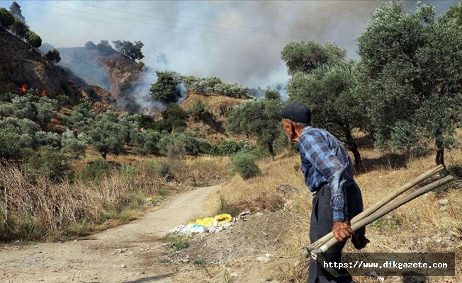 Aydın'da zeytinlik ve incirlik alanda yangın çıktı
