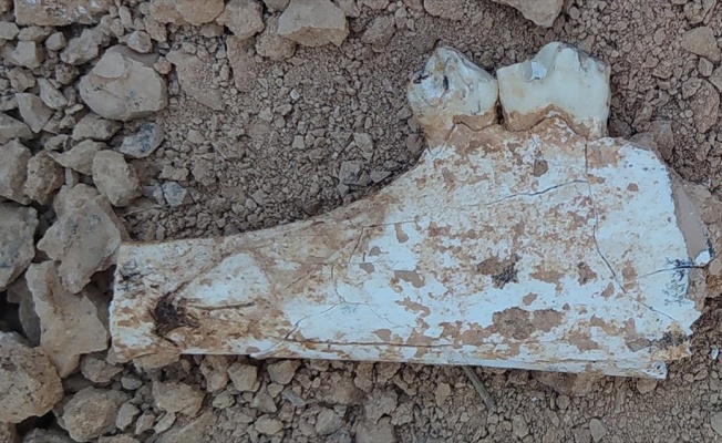 Denizli'de 9 milyon &ouml;ncesine tarihlenen karıncayiyen ve fil fosilleri bulundu