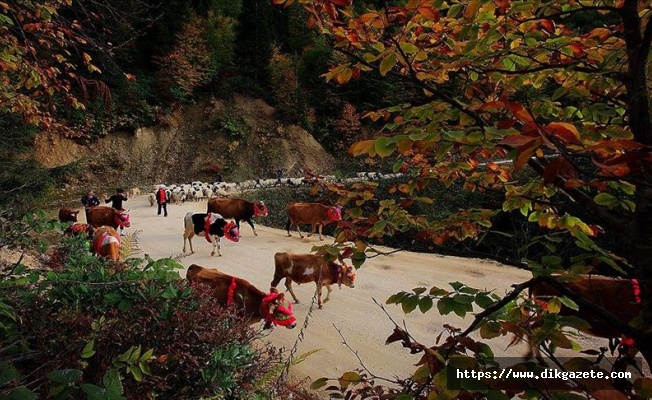 Doğu Karadeniz'de yaylacıların yerleşim yerlerine göç yolculuğu sürüyor