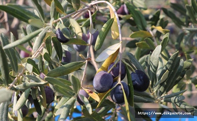 Hatay'da zeytin verimi azaldı, kalite arttı