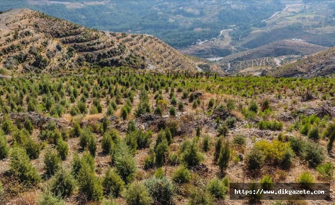 Vakıf Katılım'dan 11 bin 111 fidanlık hatıra ormanı
