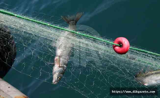 Ordu&#039;da hamsinin kilogram fiyatı 40 liraya yükseldi