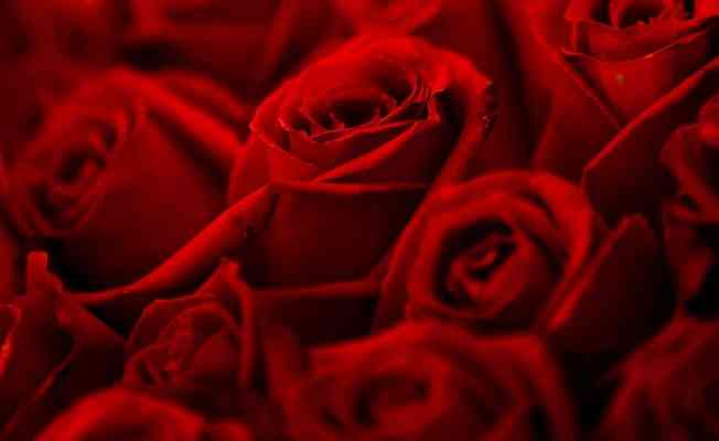 Türkiye'den Sevgililer Günü için 22 ülkeye 70 milyon dal kesme çiçek gönderildi