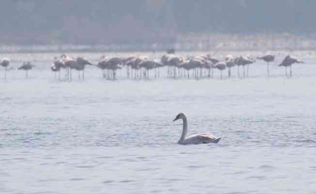 İzmit Körfezi flamingo ve kuğularla şenlendi
