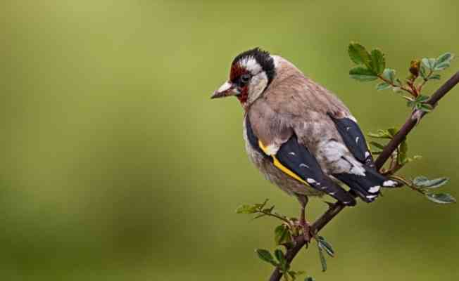 Ballıkayalar&#039;ın &#039;kuş dedektifi&#039; 10 yıldır yaban hayatının izini sürüyor