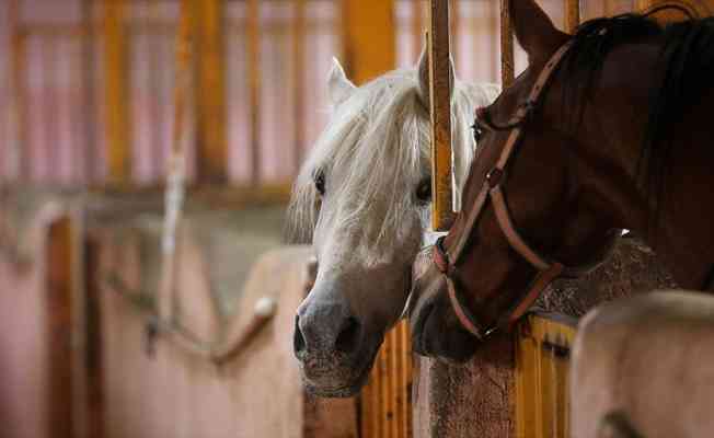 İran'da Kaşkay Türklerinin yüzyıllardır yetiştirdiği asil atları servet değerinde