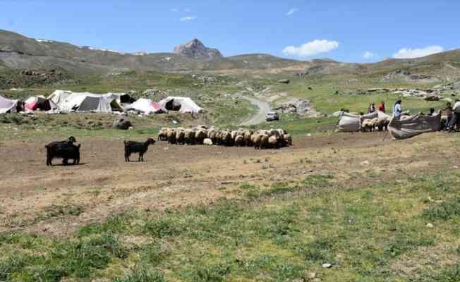 Muş ve Hakkari'nin huzurlu yaylaları göçerlerin vazgeçilmezi oldu