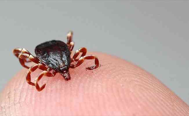 Tam kapanma d&ouml;nemi sonrası doğaya &ccedil;ıkacaklara KKKA hastalığı uyarısı