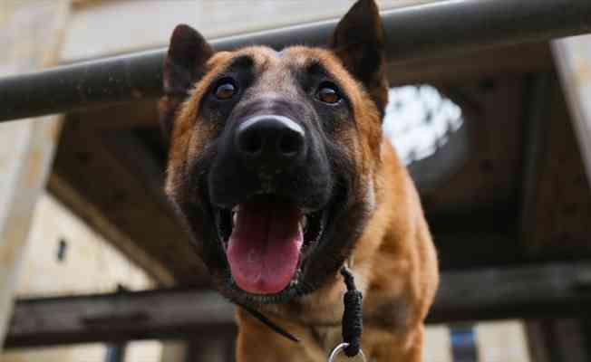 Tayland’da 'dedektör köpekler' Kovid-19'la mücadele kapsamında göreve başladı