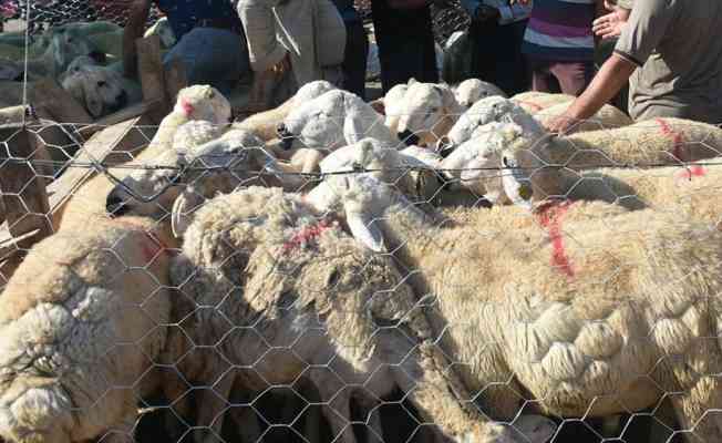 Bakan Pakdemirli satılamayan kurbanlıkları Et ve S&uuml;t Kurumunun alacağını bildirdi