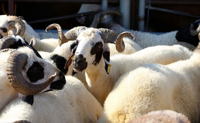 Deri sektöründen ekonomiye Kurban Bayramı'nda 3 milyar liralık katkı