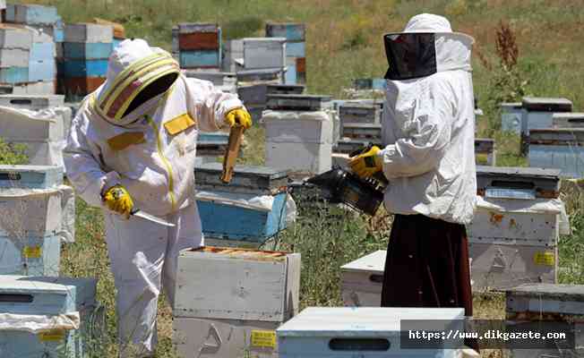 Karadeniz'in çalışkan kadınları Ağrı yaylalarında zorlu bal mesaisinde