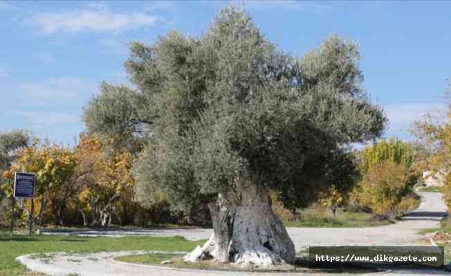 Zeytin ve zeytinyağı ihracatından yılın ilk yarısında 136 milyon dolar elde edildi