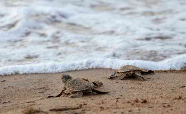 KKTC'de caretta caretta ve yeşil kaplumbağa yavruları denizle buluştu