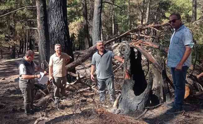 Muğla'da yanan ormanların yeniden canlanmaya başlaması arıcıları umutlandırdı