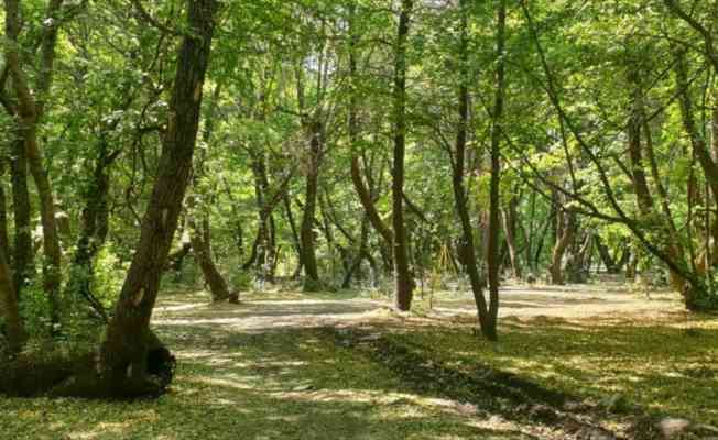 Yangına meydan okuyan 1000'i aşkın anıt ağaç bakım ve restorasyona alındı
