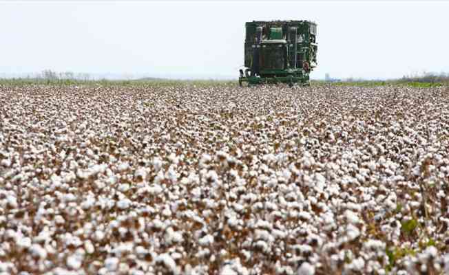 Emtia piyasalarında metallerin performansı dikkati çekerken, pamuk zirve tazeledi