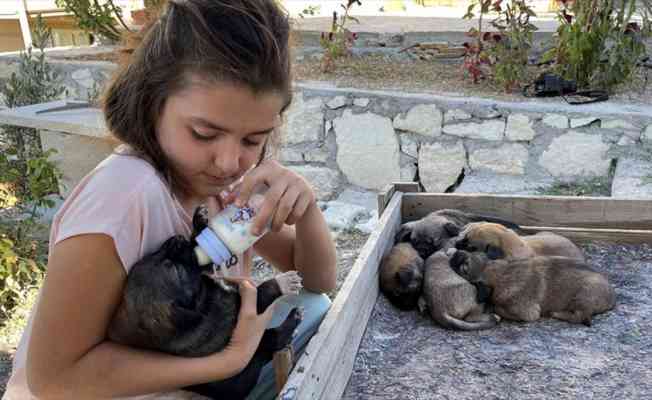 Minik Sude yaralı bulduğu köpek ile 7 yavrusuna özenle bakıyor