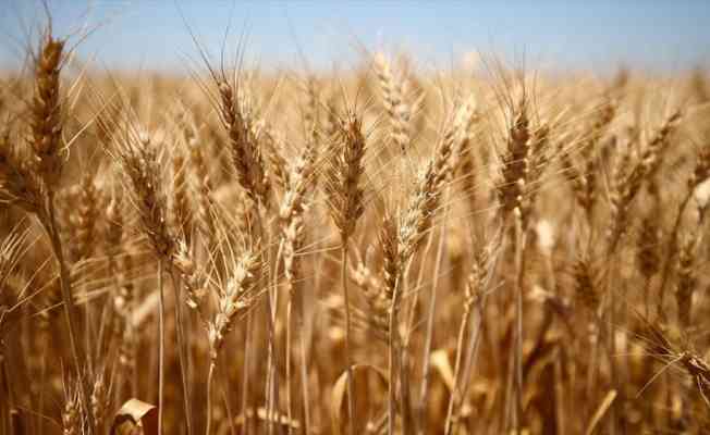 Türkiye'de azalan buğday verimine karşı 'doğru ve sürdürülebilir tarım' önerisi