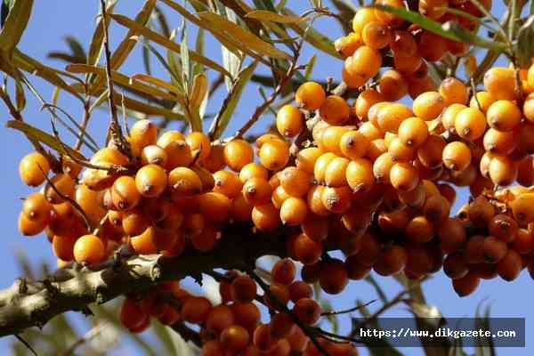 Yabani iğde birçok hastalığa iyi geliyor