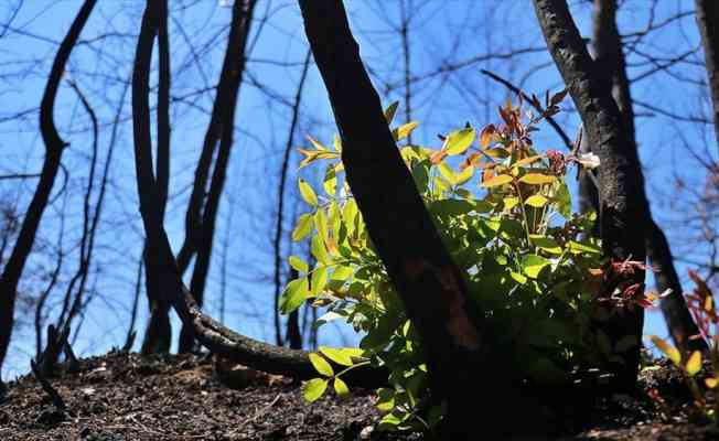 Yanan orman alanlarının ağaçlandırılmasına 11 Kasım'da başlanacak
