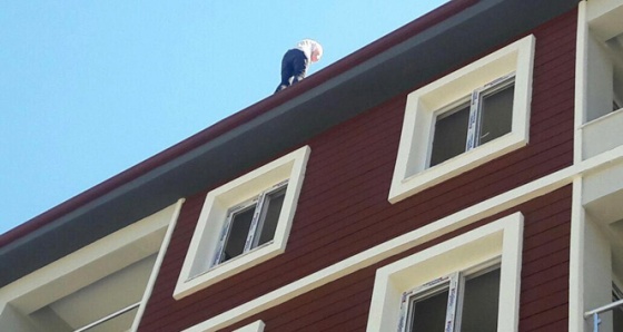 5 katlı apartmanın çatısından düştü