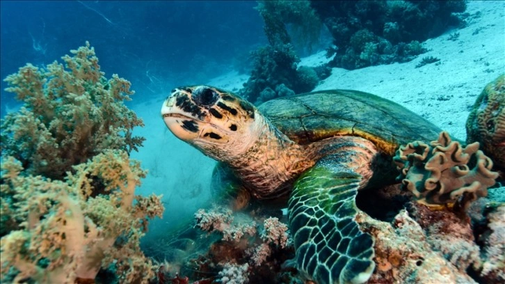AA, Kızıldeniz'de deniz kaplumbağalarını görüntüledi