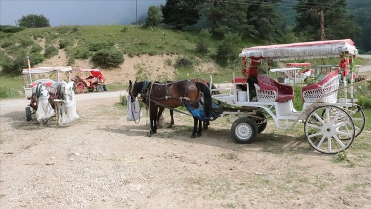 Abant Milli Parkı'nda at ve faytonla yapılan gezi faaliyetleri sonlandırıldı