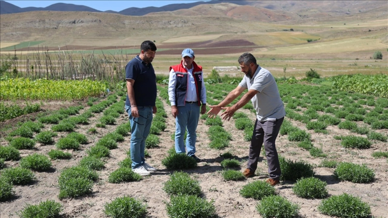 ABD merkezli baharat firması temsilcileri, Bayburt'ta tarhun ekim alanlarını inceledi
