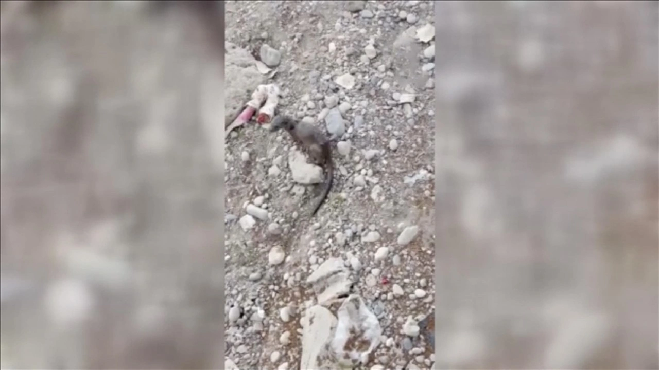Adana'da nehirde su samuru görüntülendi