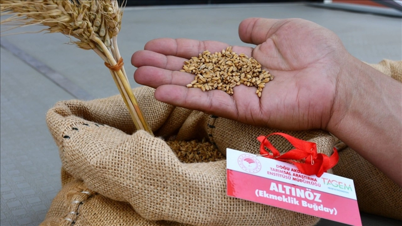 Adana'da yerli ve milli tohumlar "Tarla Günü" etkinliğinde tanıtıldı