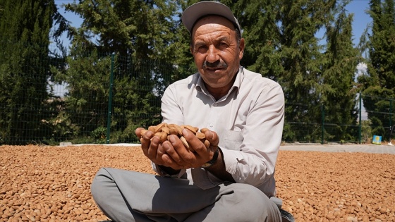 Adıyaman'ın çehresi bademle değişiyor